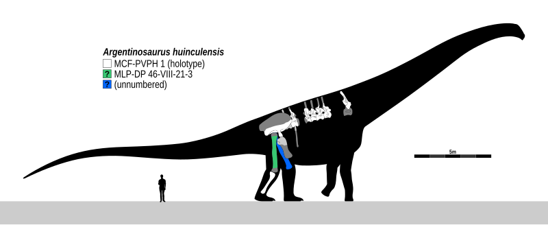 File:Argentinosaurus 9.svg