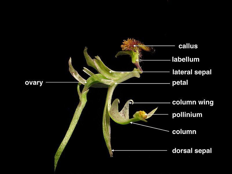 File:Arthrochilus (labelled).jpg