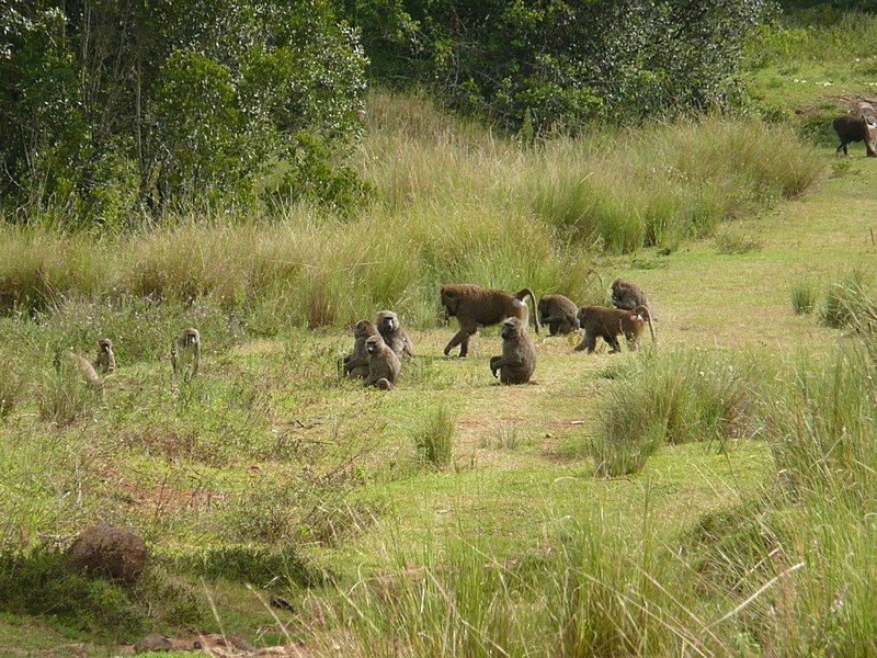 File:Baboons Kenya 2007.jpg