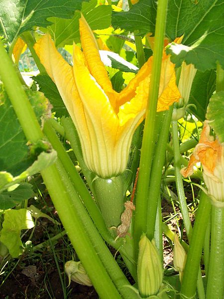 File:Baby zucchini.jpg