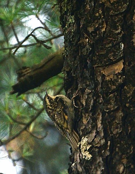 File:Bar-tailed Treecreeper.JPG