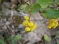 Berberis vulgaris