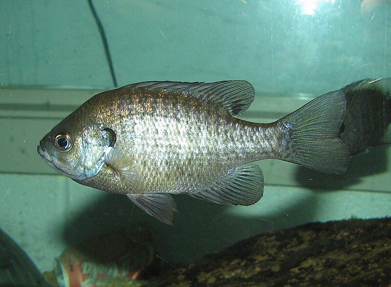 File:BlueGill 002.jpg