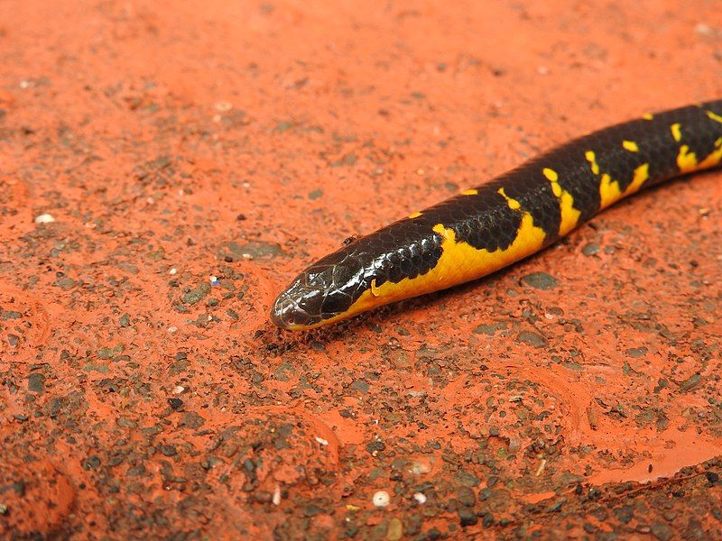 File:Bombay-shieldtail-matheran-closeup.jpg