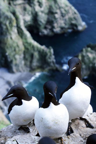 File:Brünnichs guillemot 1.jpg