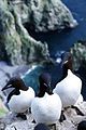 Brunnich's Guillemot