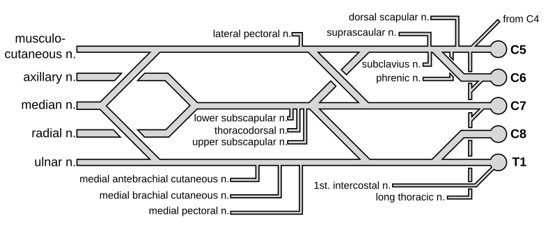 File:Brachial plexus.svg