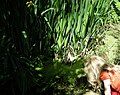 Dipping pond with child at Bracken Hall.