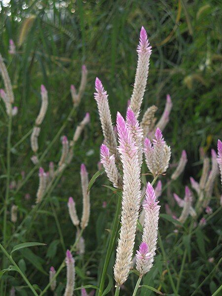 File:Celosia argentea01.JPG