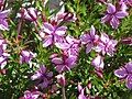 Chamaenerion fleischeri close-up