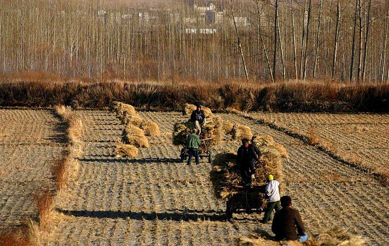 File:China Harvest.jpg