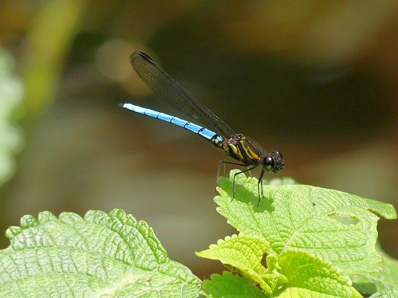 File:Chlorocypha aphrodite.jpg