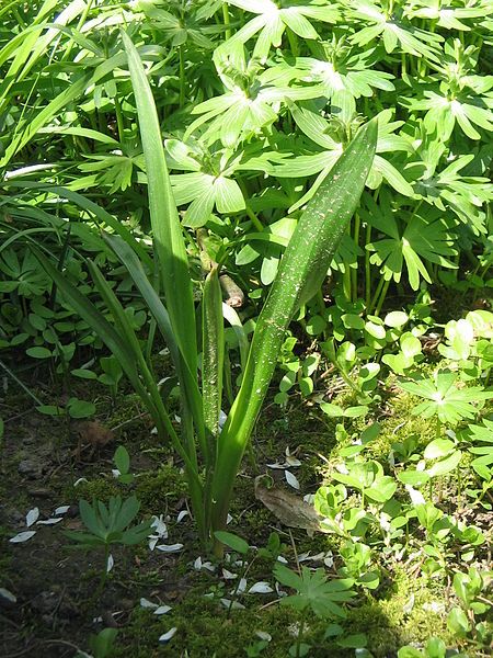 File:Colchicum alpinum leaves3.jpg