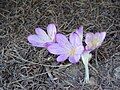 Colchicum cilicicum 'Purpureum'