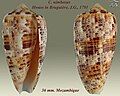 Conus nimbosus Hwass in Bruguière, J.G., 1792