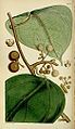 Coscinium fenestratum 'yellow vine' : plate from Curtis's Botanical Magazine.