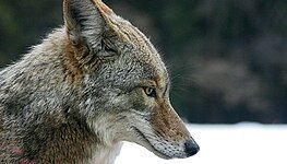 Coyote (Canis latrans)