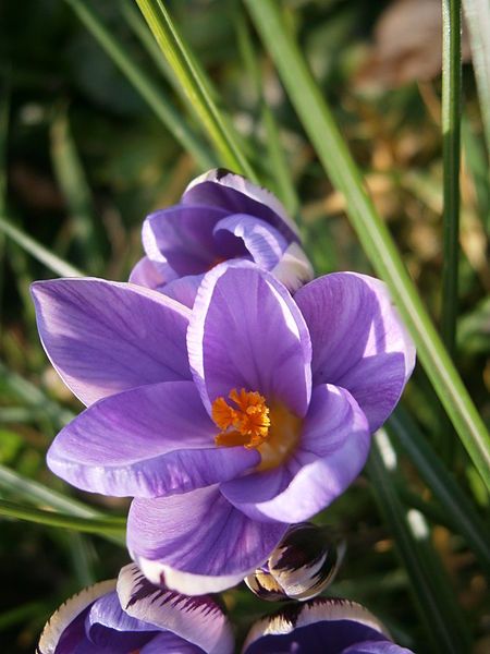 File:Crocus minimus close-up.JPG