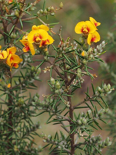 File:Dillwynia sieberi OWRNP.jpg