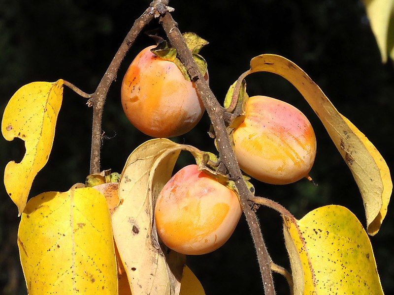 File:Diospyros virginiana-fruit.jpg