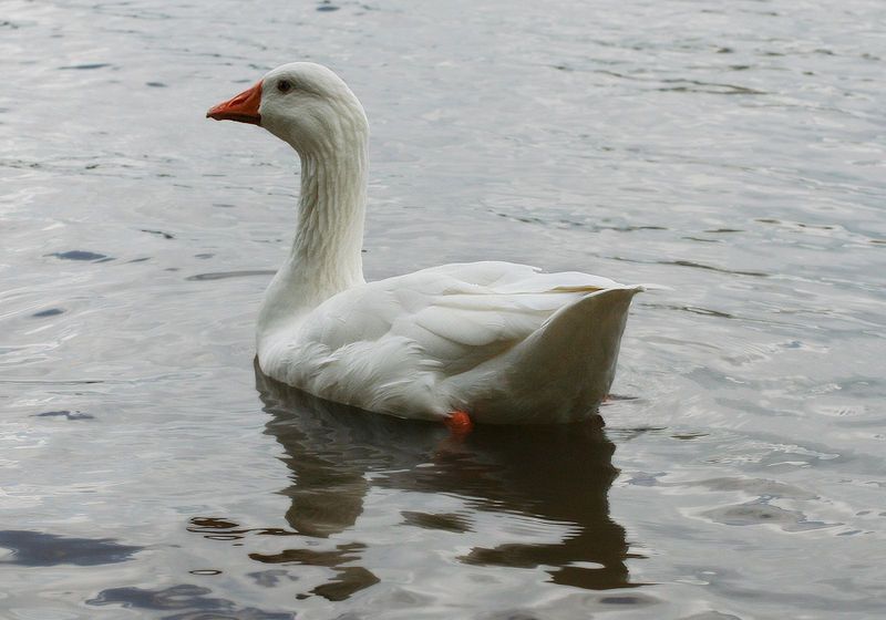 File:Domestic goose thegreenj.jpg