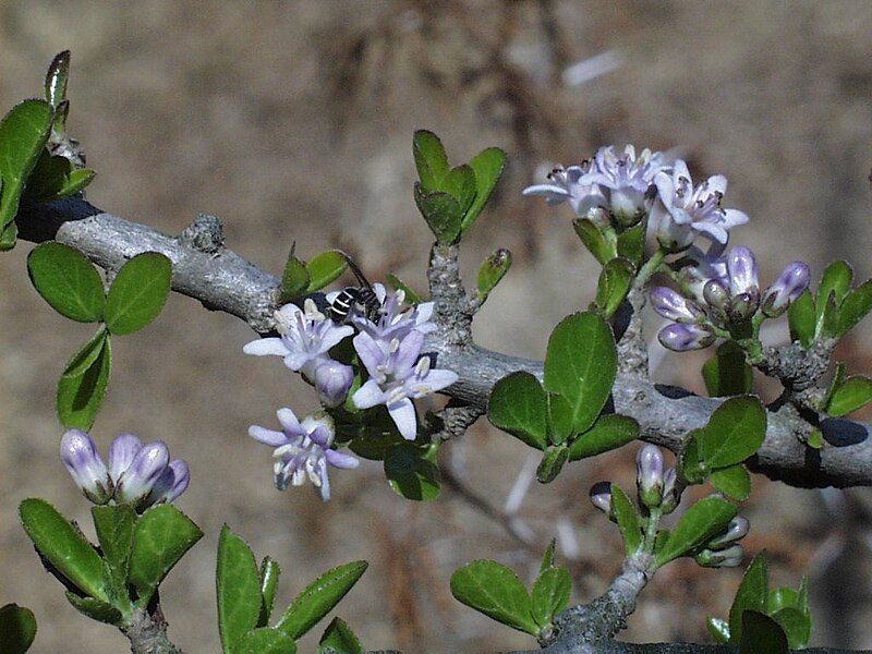 File:Ehretia rigida17.jpg