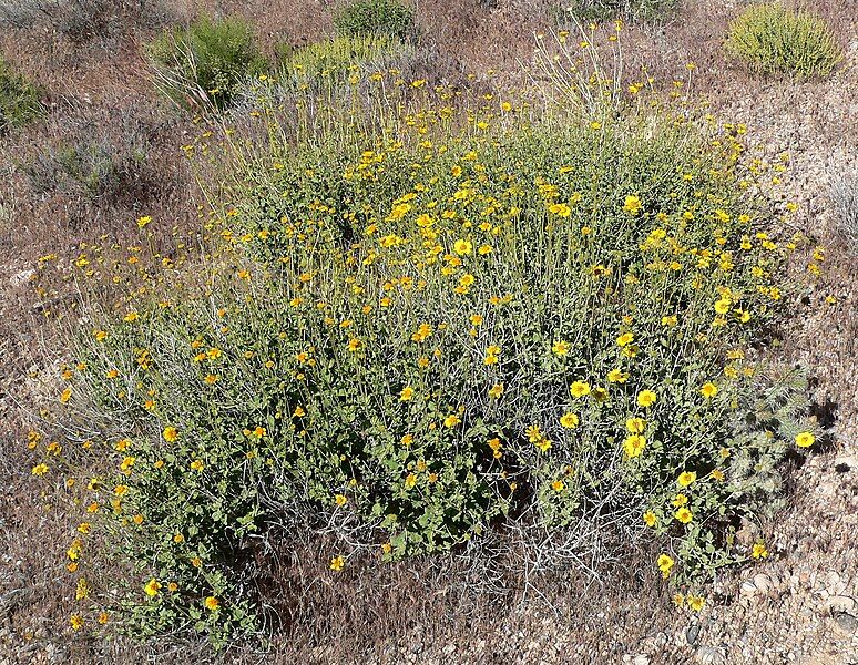 File:Encelia virginensis 9.jpg