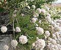 Eriogonum fasciculatum