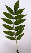 One pinnate leaf of European ash