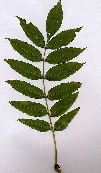 File:EurAshLeaf.jpg