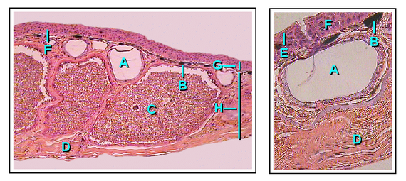 FrogSkin