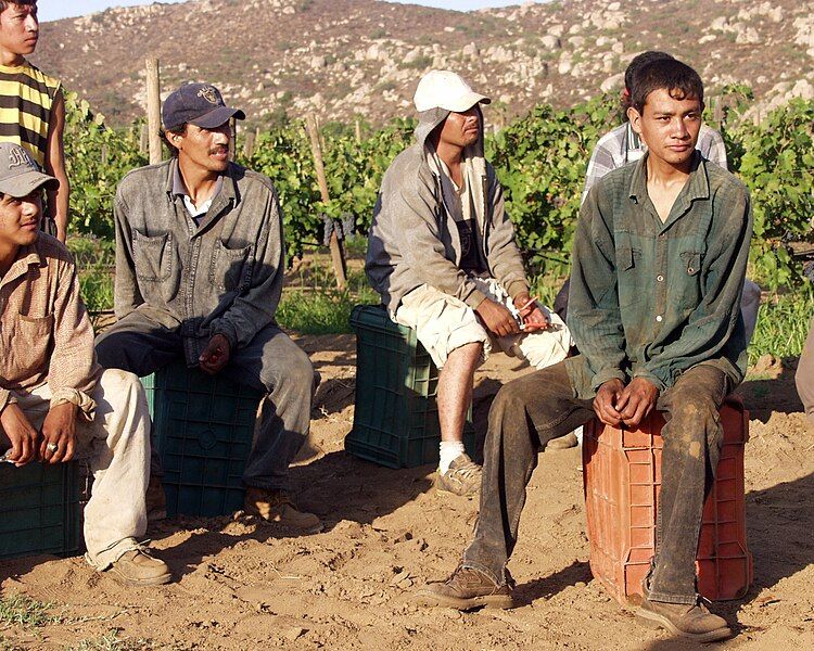 File:Grape workers.jpg