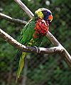 Lorikeet