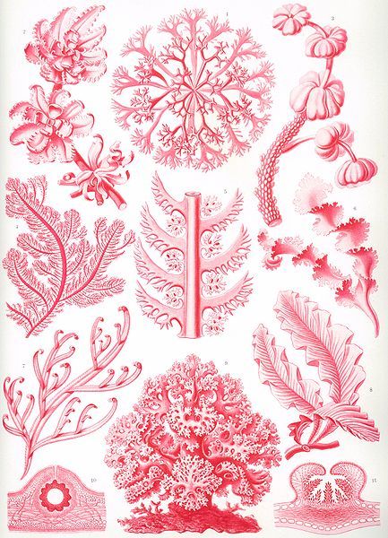 File:Haeckel Florideae.jpg