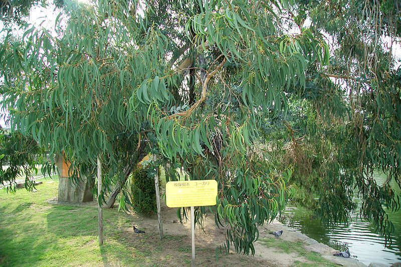 File:HiroshimaCastleEucalyptus7206.jpg