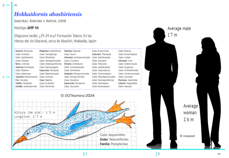 File:Hokkaidornis abashiriensis.png