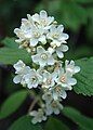 waxflower, Forest Road 144