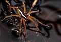 Juvenile raft spider