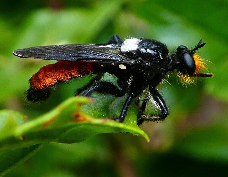 File:Laphria trux.jpg