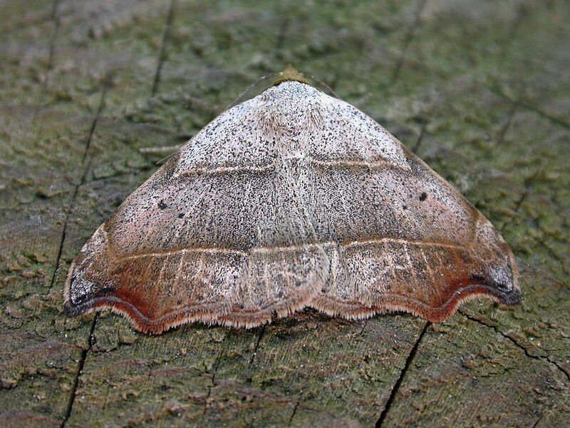 File:Laspeyria flexula.jpg