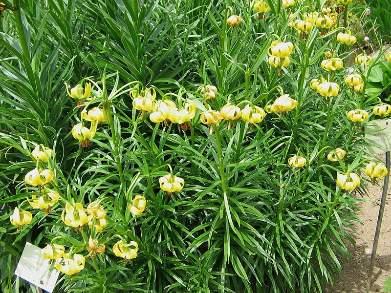 File:Lilium pyrenaicum001.jpg