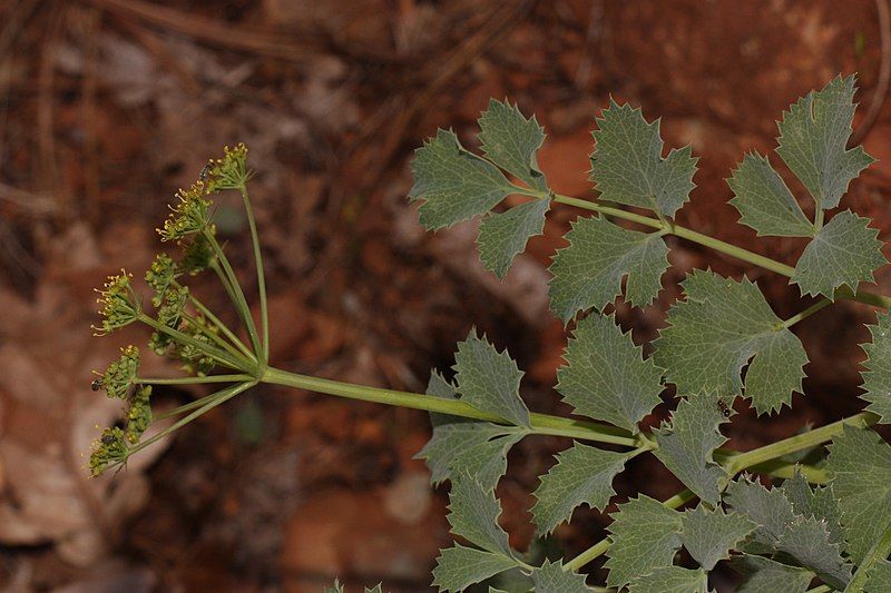 File:Lomatium howellii 4756.JPG