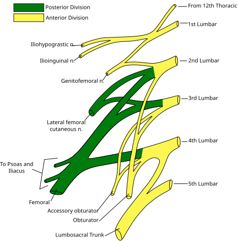 File:Lumbar plexus.svg