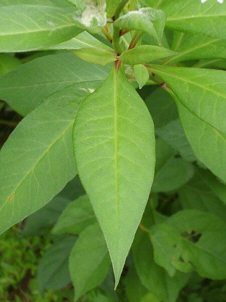 File:Lysimachia clethroides 04.JPG