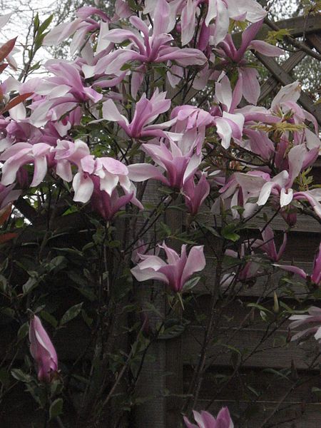 File:Magnolia Susan.jpg