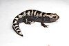 A black salamander with white bars on its back