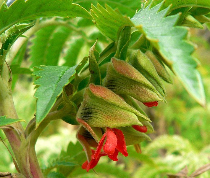 File:Melianthus comosus 2.jpg