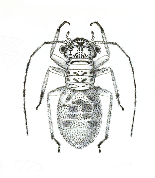 File:Mesopsocus montinus f.png