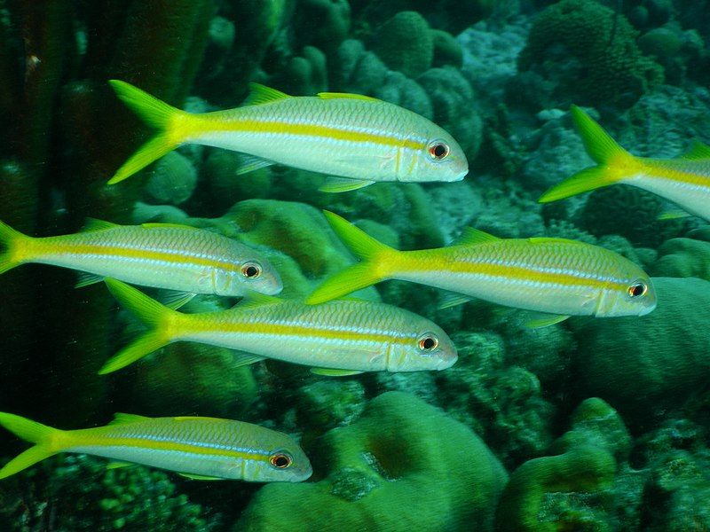 File:Mulloidichthys martinicus Bonaire.jpg