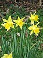 Narcissus hispanicus